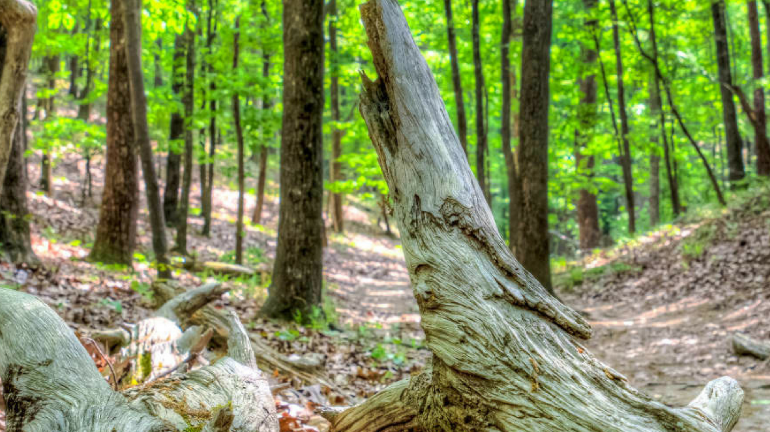 5 Running Spots to Explore Around Birmingham This Fall