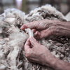 a person's hands hold raw wool fibers 