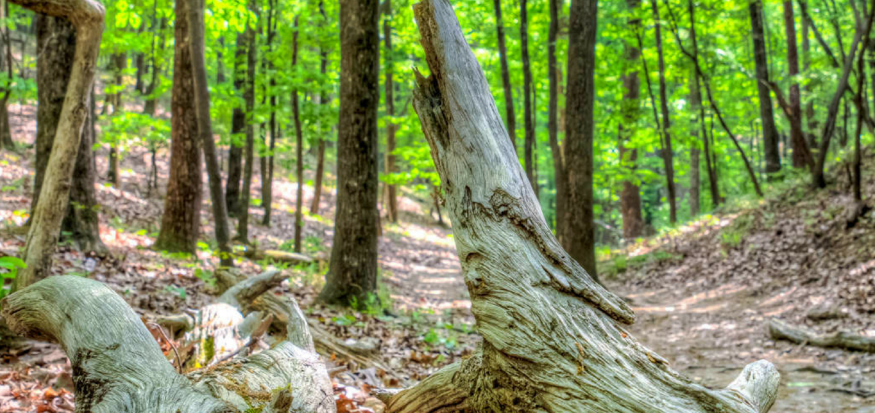 5 Running Spots to Explore Around Birmingham This Fall